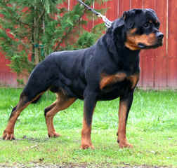 Offenburgher Reg. Rottweilers - Dog Breeders