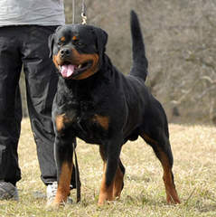 Rottweiler Kennel Principium - Dog and Puppy Pictures