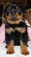 Rottweiler Pups 4-Sale - Dog Breeders