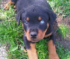 Vom Grossen Rottweilers - Dog Breeders