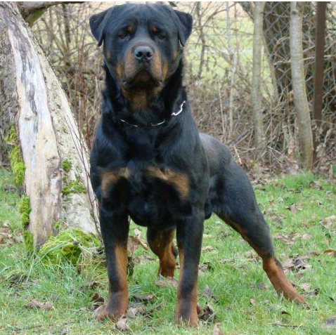 Encinas Rottweilers - Dog and Puppy Pictures