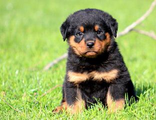 1 Male, Miniture Black & Tan Hybrid/ Designer Puppy - Dog Breeders