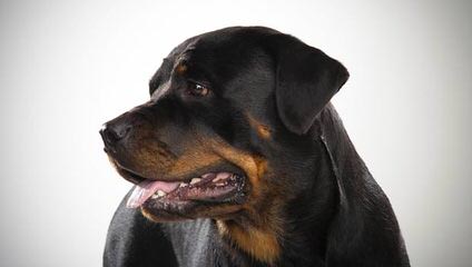 Rottweiler Pups 4-Sale - Dog Breeders