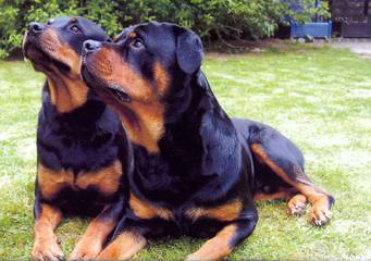 Offenburgher Rottweilers - Dog and Puppy Pictures