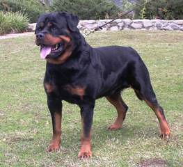 Baltasar Rottweilers - Dog and Puppy Pictures