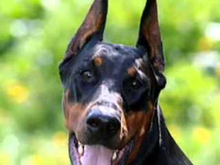 Redyre Rottweilers - Dog Breeders