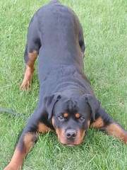 Wolfcrests Natural Born Bobtail Rottweilers - Dog Breeders