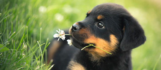 Free Rott/Lab Mix - Dog Breeders