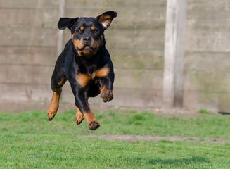 Wolfcrests Natural Born Bobtail Rottweilers - Dog Breeders