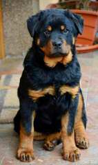 Rottweilers – Bob - Dog Breeders