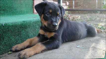 Best Rottweilers - Dog and Puppy Pictures