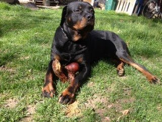 Stoney Plains Rottweilers - Dog Breeders