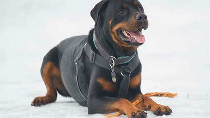 Free Rott/Lab Mix - Dog Breeders