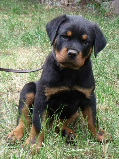 Offenburgher Rottweilers - Dog and Puppy Pictures