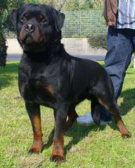 Natural Born Bobtail Rottweilers - Dog and Puppy Pictures