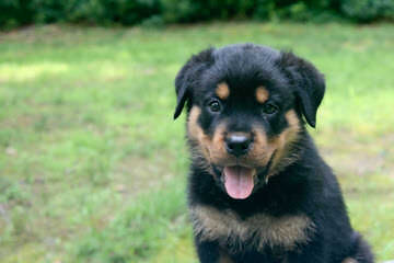 Free Rott/Lab Mix - Dog Breeders