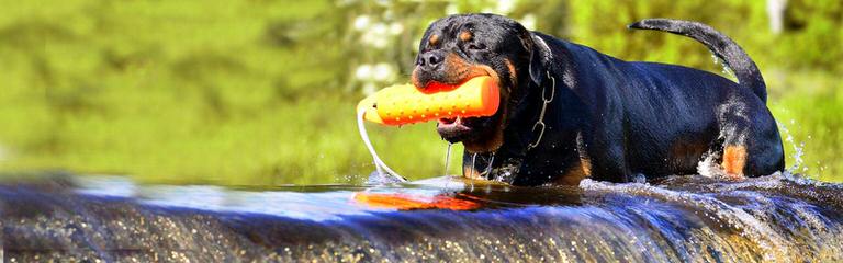 Baltasar Rottweilers - Dog Breeders