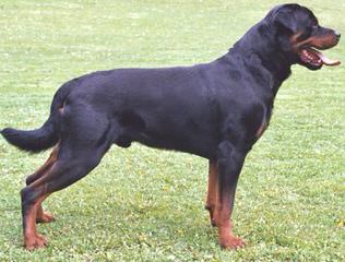 World Class Rottweilers - Dog and Puppy Pictures