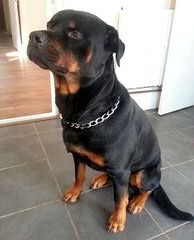 Elswick Rottweilers - Dog Breeders