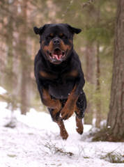 Trojan Perm. Reg’d. Rottweilers - Dog and Puppy Pictures