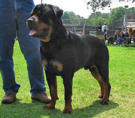 Elswick Rottweilers - Dog Breeders