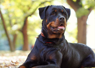 Solape’s Rottweilers - Dog and Puppy Pictures