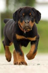 Rottweiler Puppies - Dog Breeders