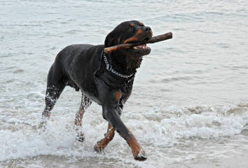 Encinas Rottweilers - Dog Breeders