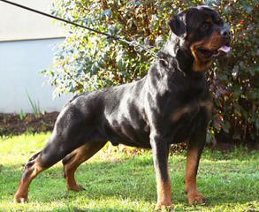 Wolfcrests Natural Born Bobtail Rottweilers - Dog Breeders