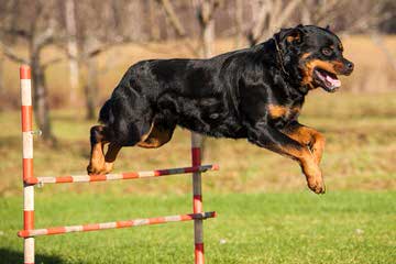 Wolfcrests Natural Born Bobtail Rottweilers - Dog Breeders