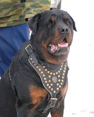 Vom Rommelfaenger Rottweilers - Dog Breeders