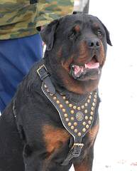 Vom Rommelfaenger Rottweilers - Dog and Puppy Pictures