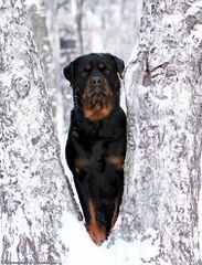 Miniature Rottweilers, Meagle Puppies - Dog Breeders