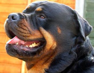 Rottweiler Puppies Vom Wu-Tang Top Quality German Bloodlines - Dog Breeders