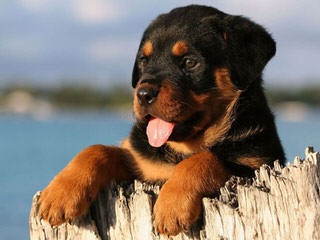 Rottie Land Pups For Sale - Dog Breeders