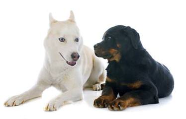 Baltasar Rottweilers - Dog Breeders
