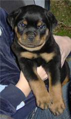 Wolfcrests Natural Born Bobtail Rottweilers - Dog Breeders