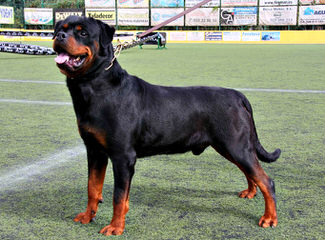 World Class Rottweilers - Dog Breeders