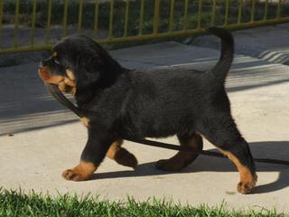 Rottweiler Puppies - Dog Breeders