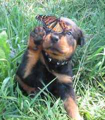 Adorable Rottwieler Pups, Great Tempertments - Dog Breeders