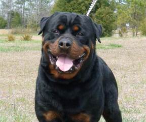 Ol Country Rotties - Dog Breeders