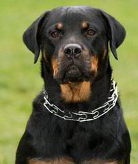 Natural Born Bobtail Rottweilers - Dog and Puppy Pictures