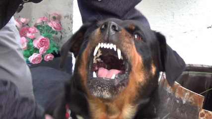 Offenburgher Reg. Rottweilers - Dog Breeders