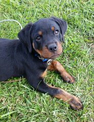 Donnerberg Rottweilers - Dog Breeders