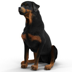 Rottie Land Pups For Sale - Dog Breeders