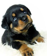 Wolfcrests Natural Born Bobtail Rottweilers - Dog Breeders
