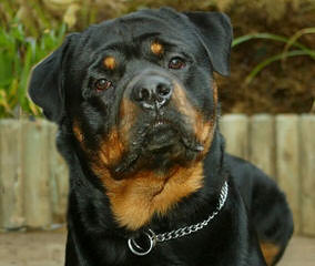 Unique Rottweilers - Dog Breeders