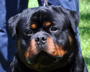 Wolfcrests Natural Born Bobtail Rottweilers - Dog and Puppy Pictures