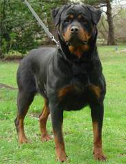 Redyre Rottweilers - Dog and Puppy Pictures