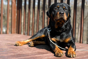 Vom Streitwein Rottweilers - Dog and Puppy Pictures